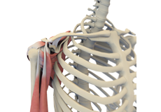 Shoulder Anatomy